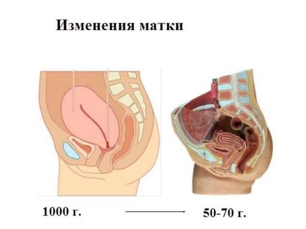 Какими должны быть выделения после родов: норма и отклонения