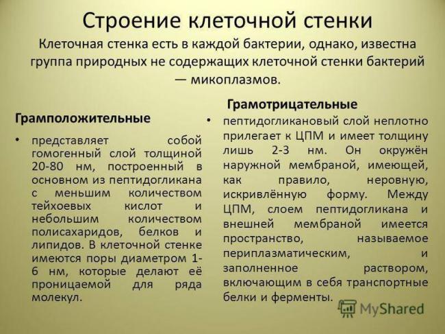 Чем отличаются грамотрицательные и грамположительные бактерии?