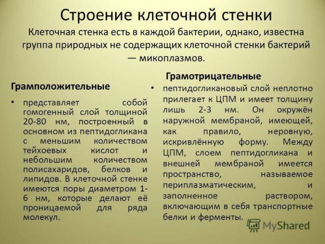 Строение бактериальной клетки