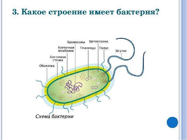 Биология: почему бактерии считаются самой древней группой живых существ на земле?какие...