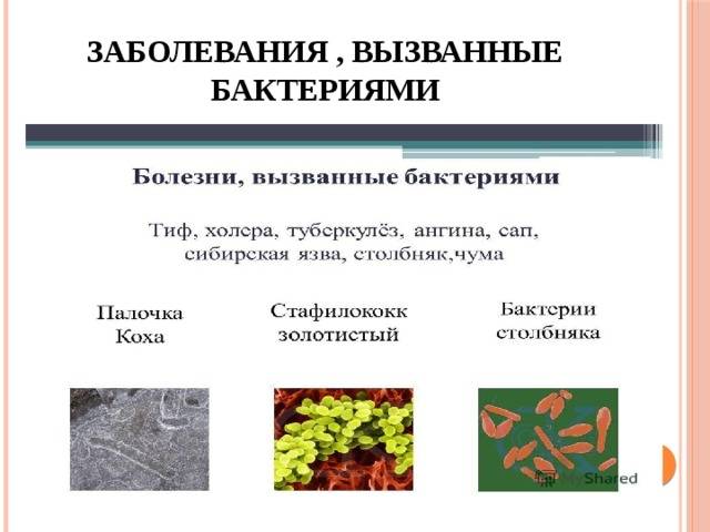 Вредные бактерии: где живут и какие вызывают болезни