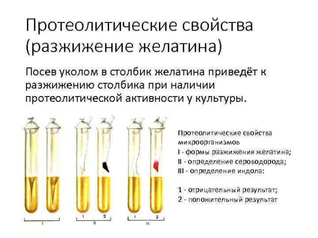 Методы как инструменты изучения бактерий их основных свойств