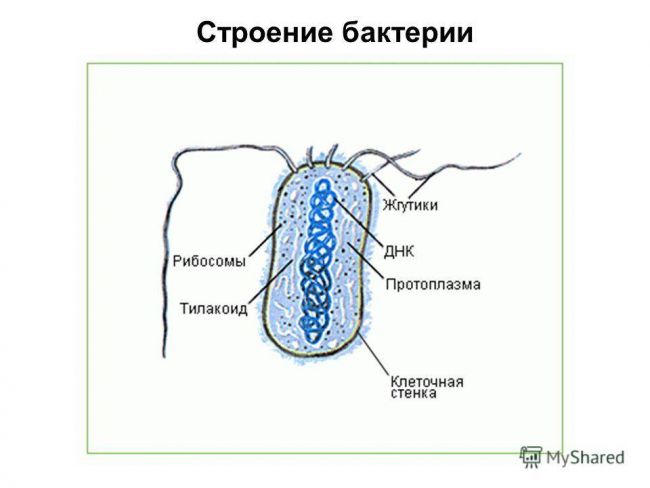 Роль бактерий в жизни человека