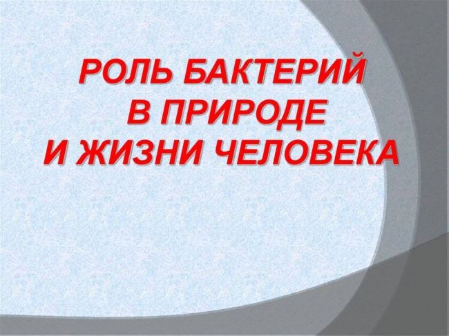 Какова роль гнилостных бактерий в природе и жизни человека