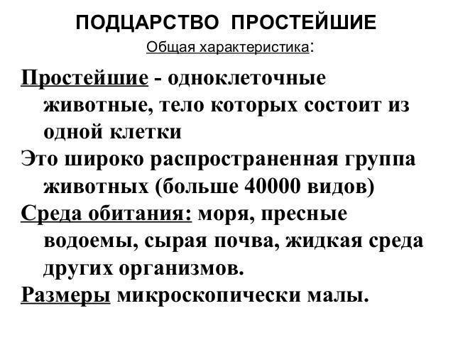 Разница между бактериями и простейшими. чем бактерии отличаются от простейших