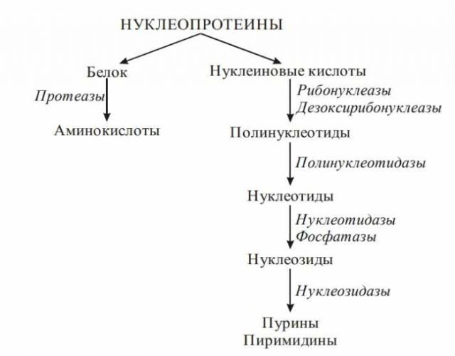 Продукты содержащие пурин