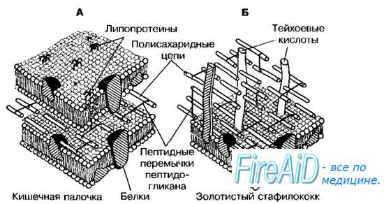 Грамположительные и грамотрицательные бактерии