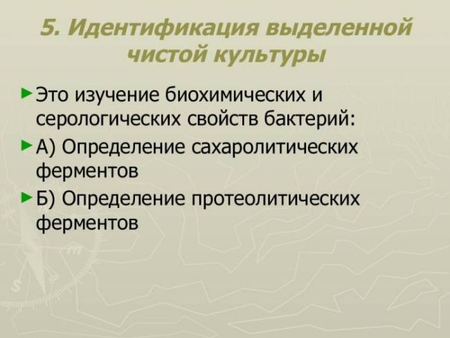 Методические рекомендации к практическим занятиям для студентов игму по теме: физиология микроорганизмов для специальности: 060108 фармация 2009г. 1 методические рекомендации составлены: