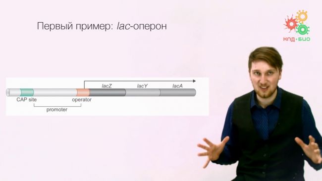 Регуляция экспрессии генов. известно, что гены определяют структуру всех молекул, из которых состоят клетки живых организмов, контролируют все метаболические. - презентация