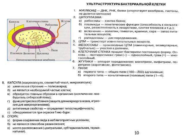 Рибосомы строение и функции, какую функцию выполняют, где образуются рибосомы, что входит в химический состав, роль рибосом в синтезе белка