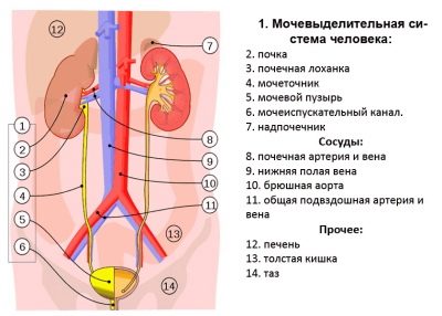 Диурез — большая медицинская энциклопедия