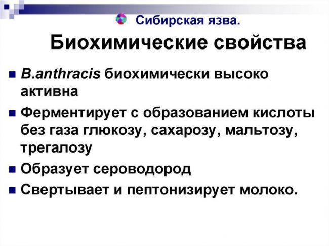 Описание возбудителя сибирской язвы: формы, тяжесть и опасность бактериальной инфекции
