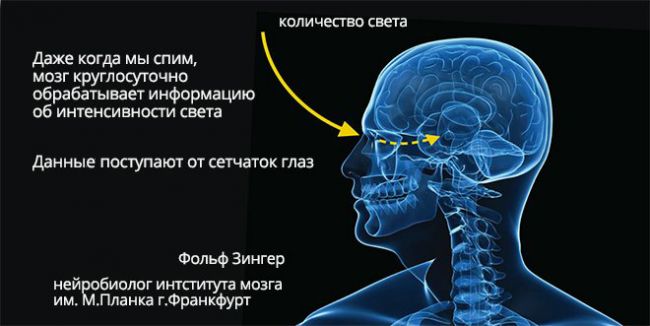 Мелатонин и неврология