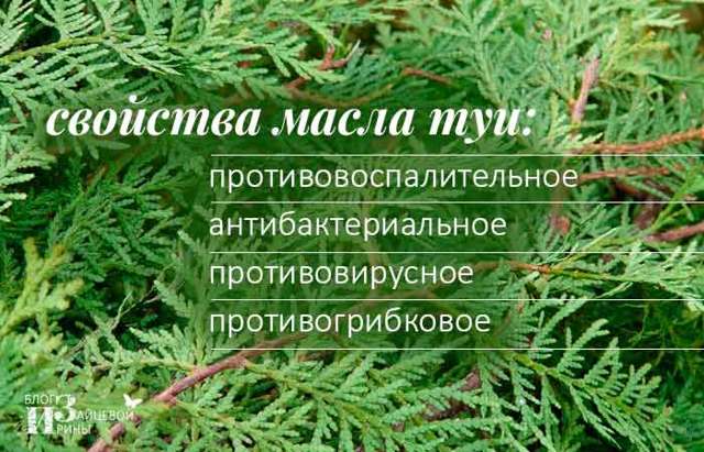 Масло туи при аденоидах для детей: инструкция по применению и показания, дозировка при насморке, отзывы