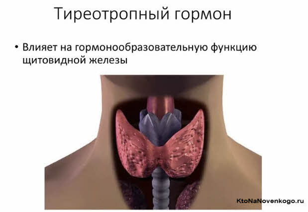 Тиреотропный гормон (ттг)