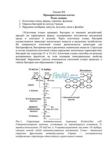 Бактерии: питание, дыхание, ферменты и пигменты. фото