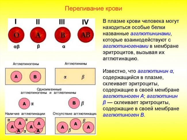 Плазма крови: составные элементы (вещества, белки), функции в организме, использование