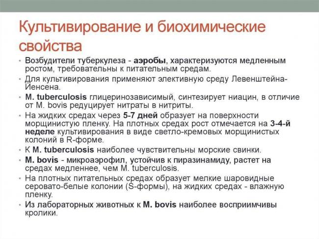Палочка коха – как победить опасную бактерию?