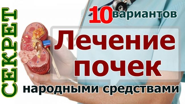 Травы для почек: лечение почек народными средствами