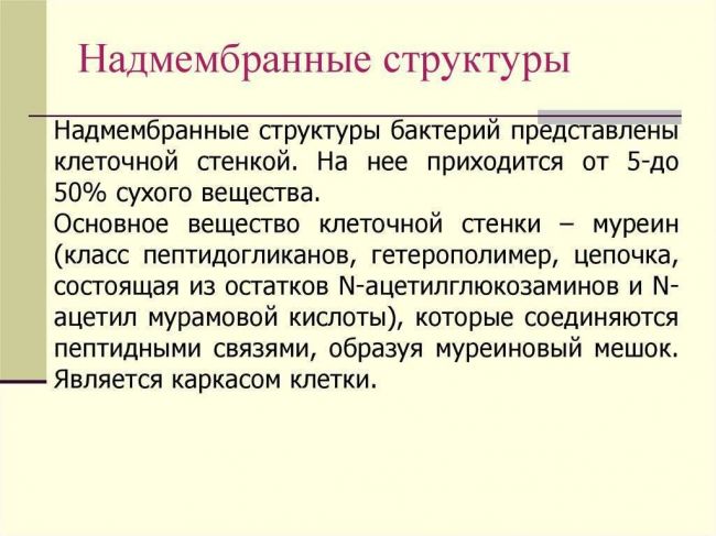 Функции, строение и особенности бактериальной оболочки