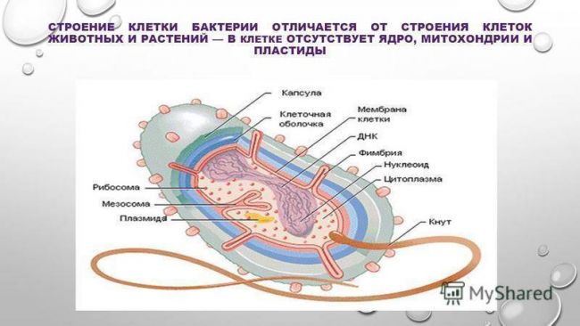 Изучаем родословную бактерий: это животные или растения?