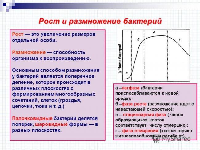 Как питаются и дышат бактерии? зачем бактериям ферменты и пигменты?