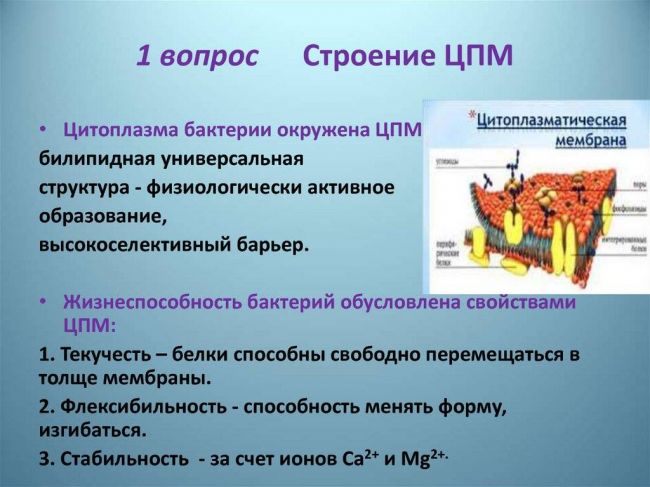 Состав клетки бактерии и функции цитоплазмы