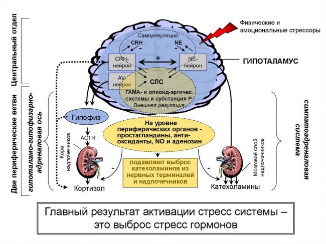 Кортикостероиды - названия препаратов, показания и противопоказания, особенности применения у детей и взрослых, побочные эффекты