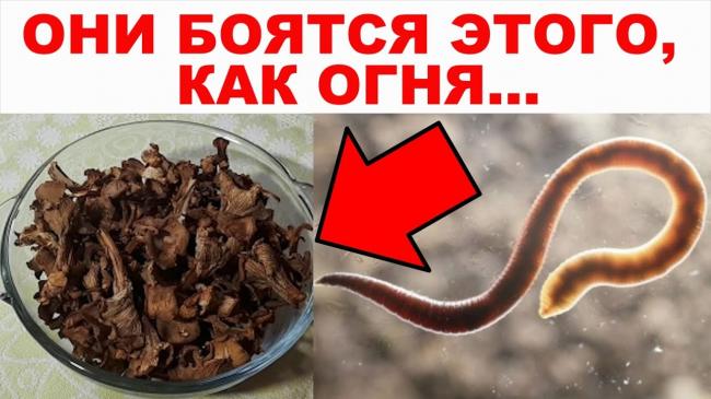 Питание при глистах: рекомендованные продукты
