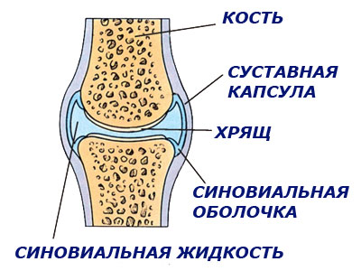 Хондроксид максимум крем