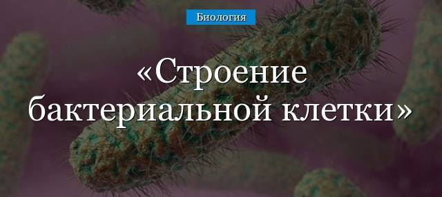 Жгутики
