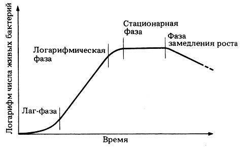 В чем заключается особенность роста и размножения бактериальных клеток