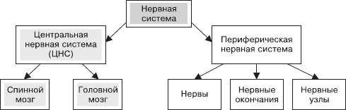 Периферическая нервная система