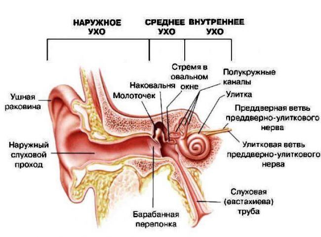 Воспаление внутреннего уха: симптомы и лечение отита