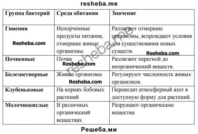Болезнетворные бактерии: на коже, во рту, в кишечнике. фото грибков и бактерий