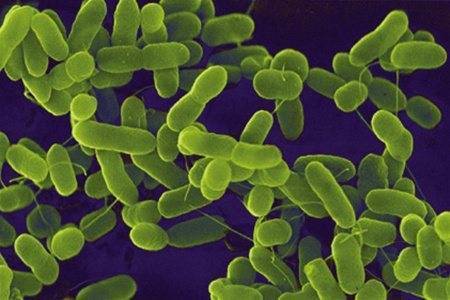 Escherichia coli в моче в 10 в 8