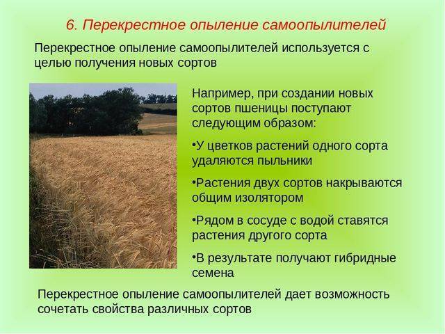 Бактерии – древнейшая группа организмов. общая характеристика бактерий бактерии – самая древняя группа организмов. первые бактерии появились, более 3,5. - презентация