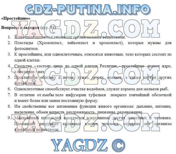 Чем и как отличаются бактерии от простейших