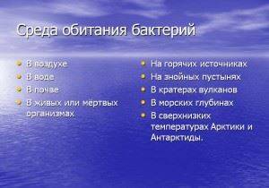 Бактерии вокруг нас