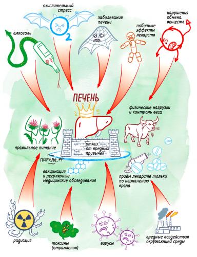 Что относится к препаратам гепатопротекторного действия?