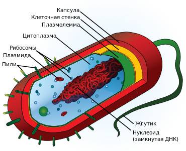 Состав клетки бактерии и функции цитоплазмы