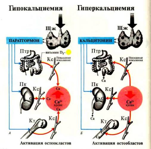 Адреналин – ответы на главные вопросы