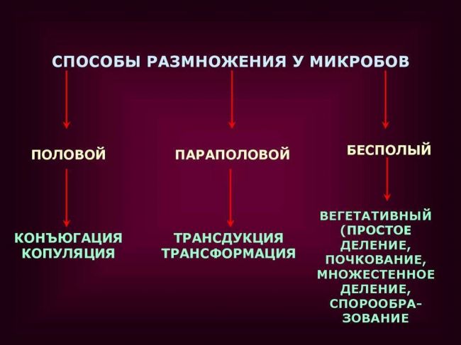 В чем заключается особенность роста и размножения бактериальных клеток