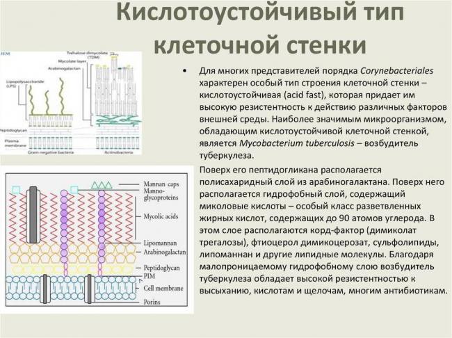 Жгутики и их расположение у бактерий