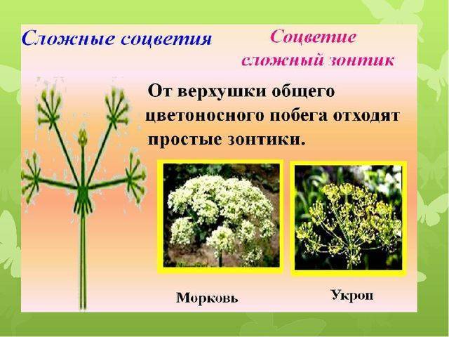 Строение и классификация простейших одноклеточных организмов