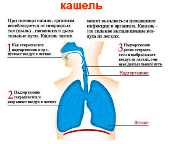 Компресс на грудную клетку при простуде