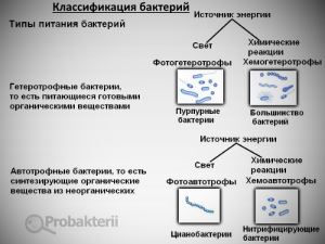 Бактериальные токсины их классификация и основные свойства