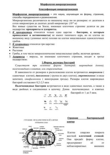 Как выглядят под микроскопом различные бактерии
