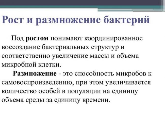 Бактерии