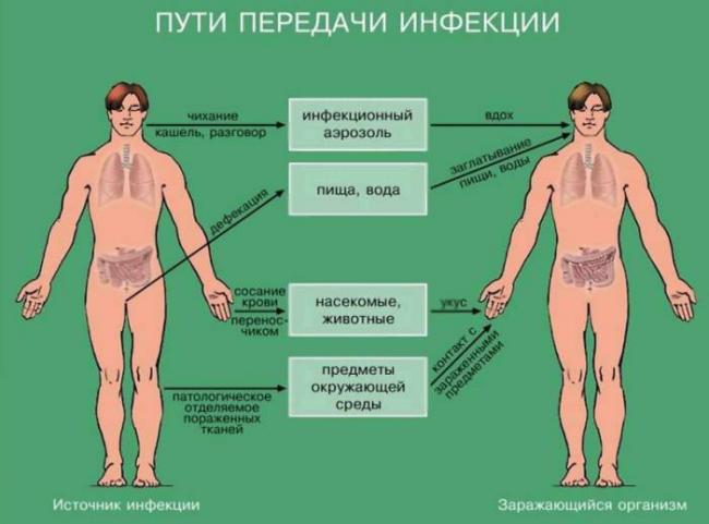 Диагностика тубркулёза (анализы: крови, мочи, мокроты и т.д.)